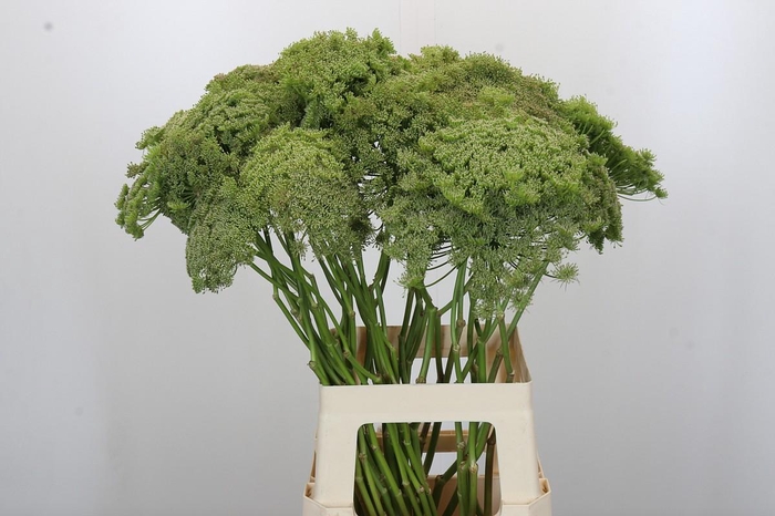 Ammi Visnaga Green Mist