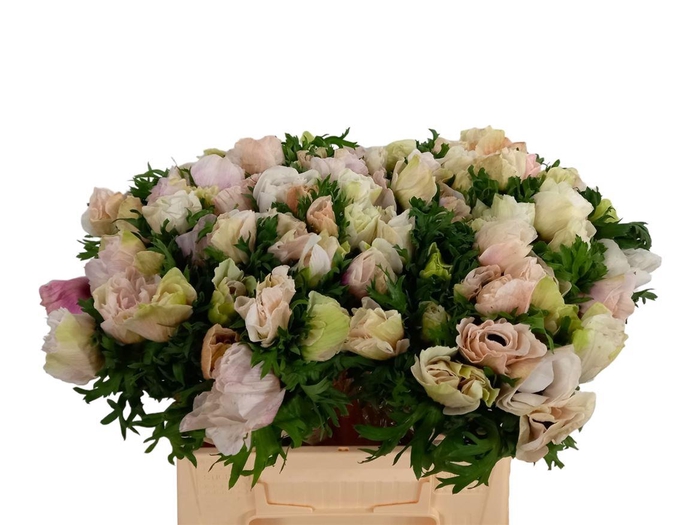 Anemone Mistral Plus White Super