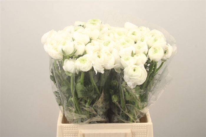 <h4>Ran El. White Ex</h4>