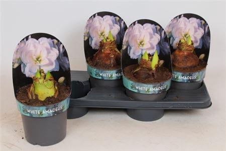 arr8 Hipp Ga Whi Amadeus