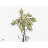 Serruria Blushing Brides Rose 6-9 Flwrs