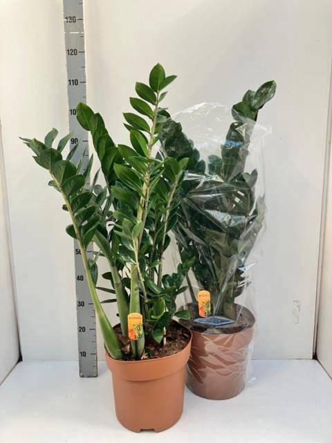 <h4>ZAMIO ZAMIIFOLIA</h4>