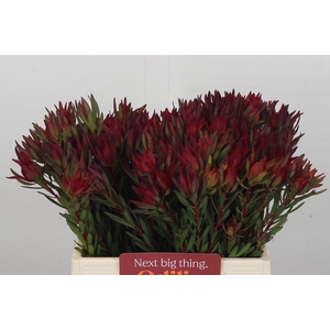 Leucadendron Blush