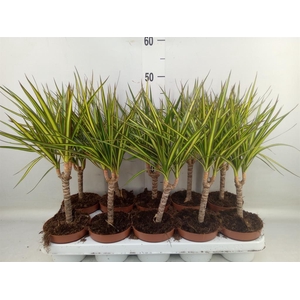 Dracaena marg. 'Sunray'