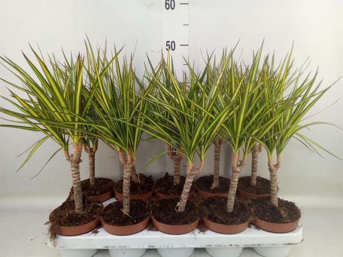 <h4>Dracaena marg. 'Sunray'</h4>