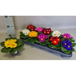 PRIM ACAULIS GEMENGD