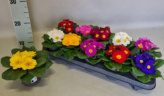 <h4>PRIM ACAULIS GEMENGD</h4>