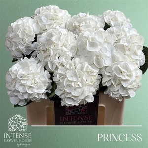 HYDR M ROYAL PRINCES