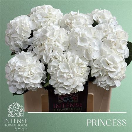 <h4>HYDR M ROYAL PRINCES</h4>