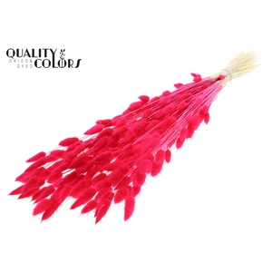 Lagurus Premium per bunch Bleached Cerise