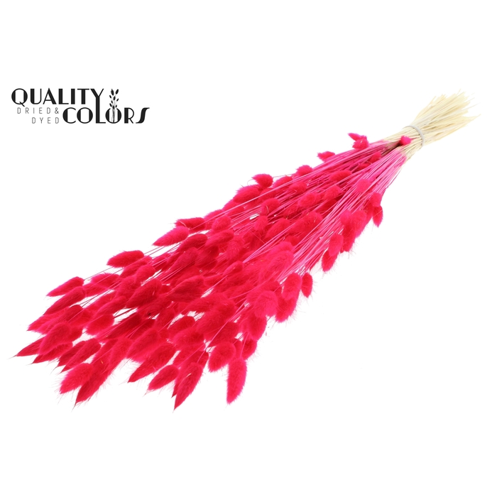 <h4>Lagurus Premium per bunch Bleached Cerise</h4>