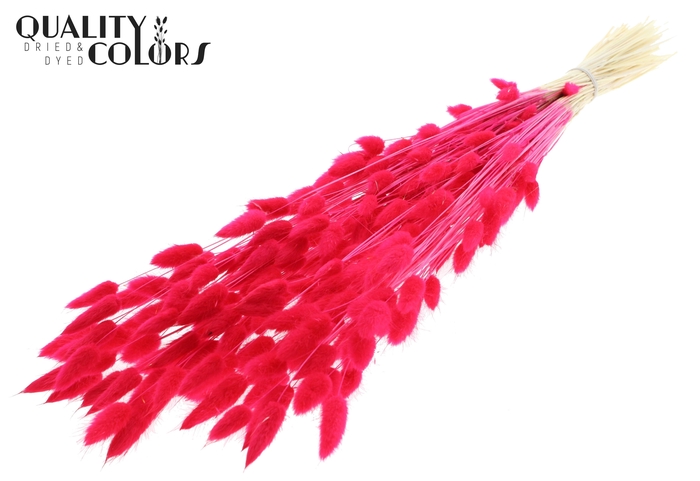 Lagurus Premium per bunch Bleached Cerise