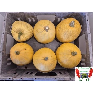 Cucurbita (kalebas)