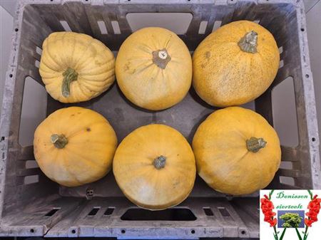 <h4>Cucurbita (kalebas)</h4>