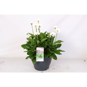 Gerbera Garvinea 32cm 7bl wit