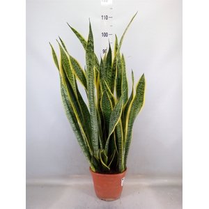 Sansevieria trifa. 'Laurentii'