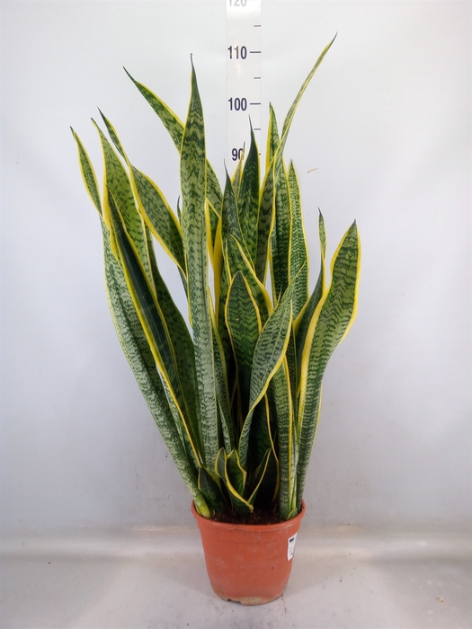 <h4>Sansevieria trifa. 'Laurentii'</h4>