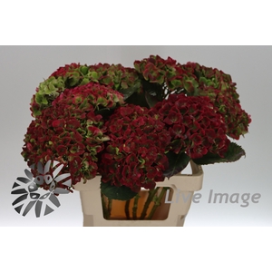 Hydrangea mag amethyst classic