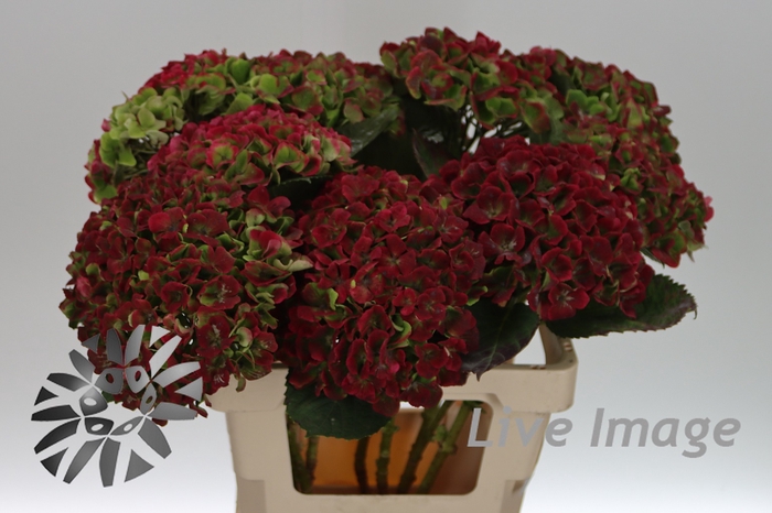 Hydrangea mag amethyst classic