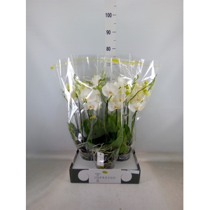 Phalaenopsis   ...white