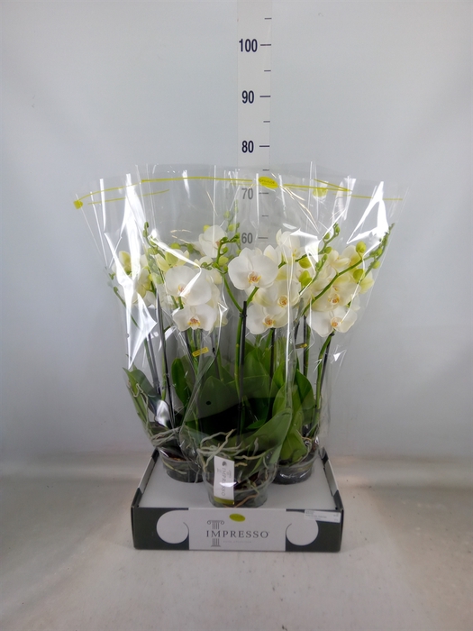 <h4>Phalaenopsis   ...white</h4>