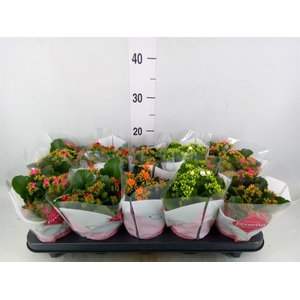 Kalanchoe blos.   ..mix 5