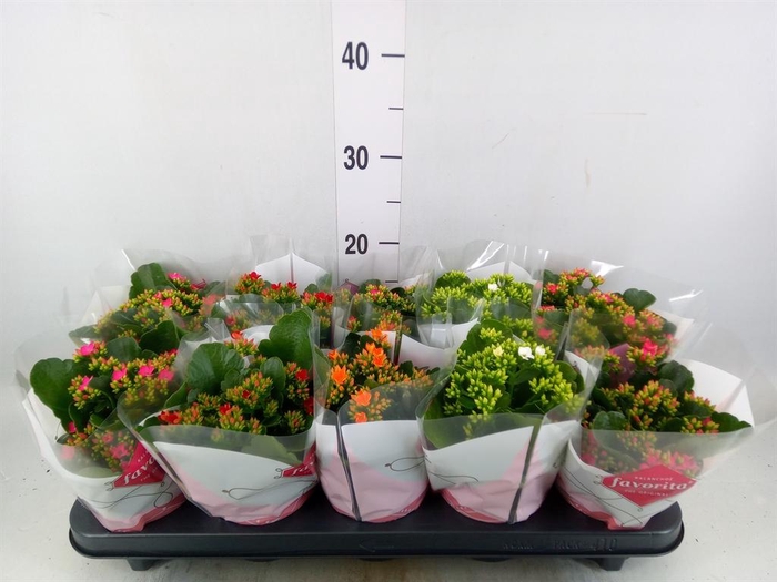 <h4>Kalanchoe blos.   ..mix 5</h4>