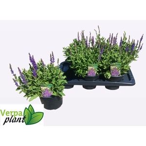 SALVIA NE OSTFRIESL