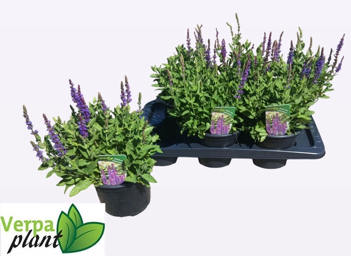 <h4>SALVIA NE OSTFRIESL</h4>