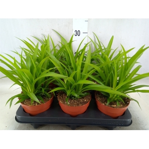 Chlorophytum com. 'Lemon'