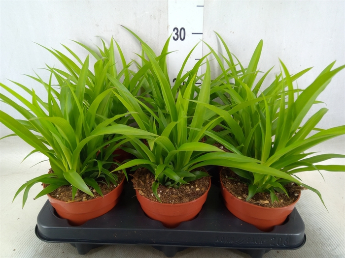 <h4>Chlorophytum com. 'Lemon'</h4>
