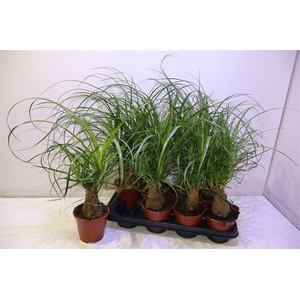 Beaucarnea Recur