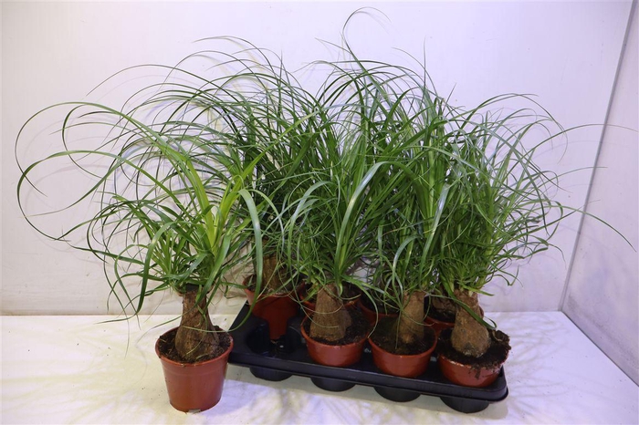 <h4>Beaucarnea Recur</h4>