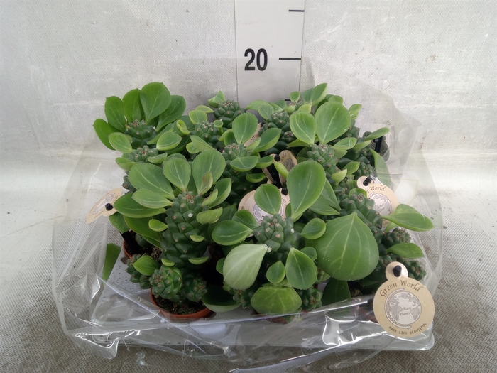 <h4>Euphorbia ritchiei</h4>