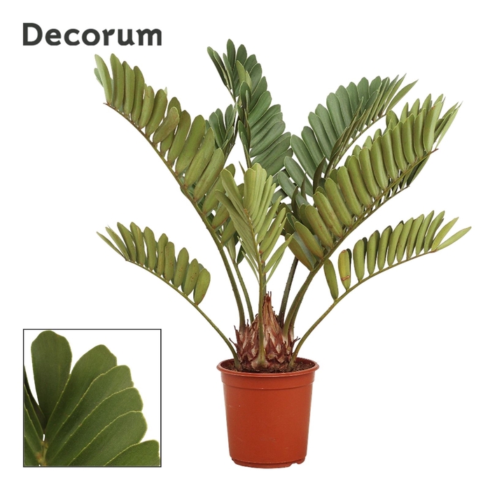 <h4>Zamia</h4>