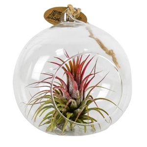 tillandsia hangbol red