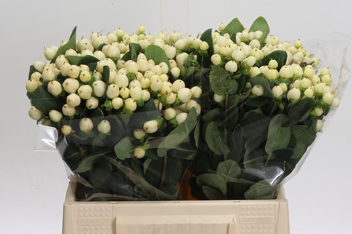 Hypericum Cool Romance