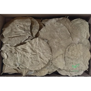 COBRA LEAVES GOLD 100pcs