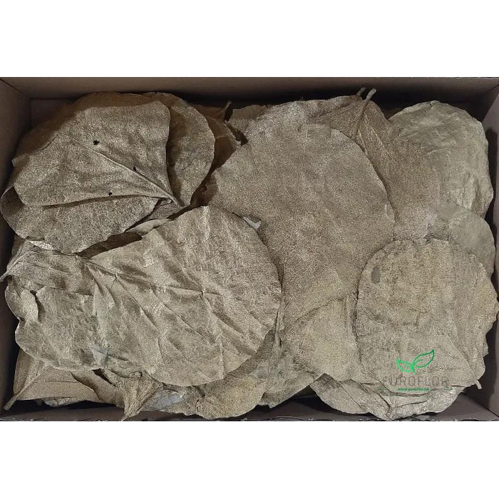 <h4>COBRA LEAVES GOLD 100pcs</h4>