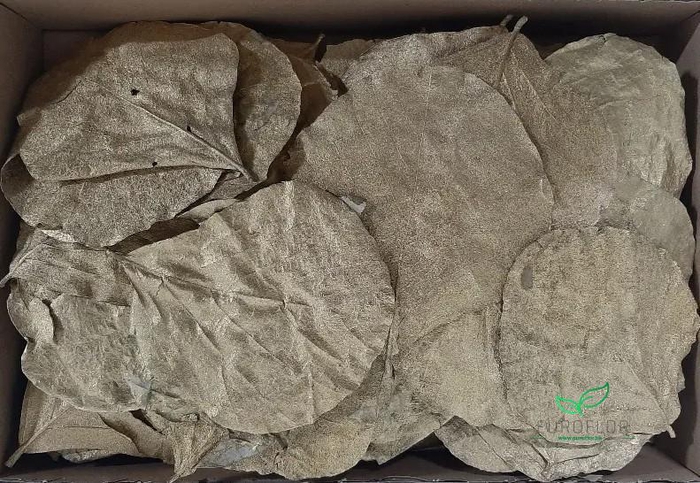 COBRA LEAVES GOLD 100pcs