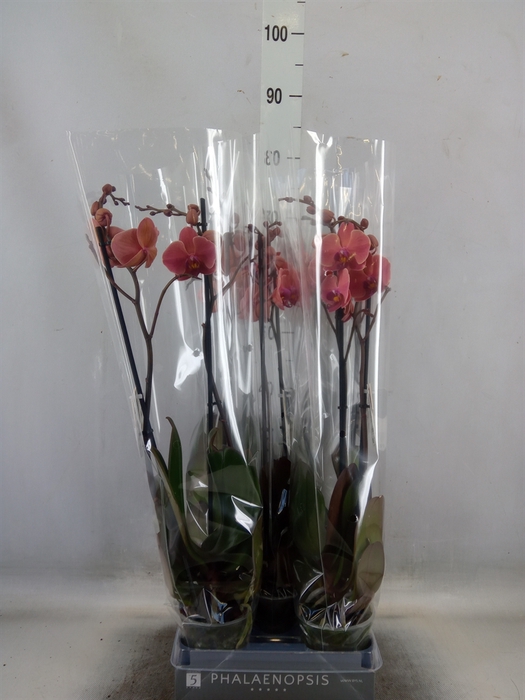 <h4>Phalaenopsis  'Ant Narbonne'</h4>