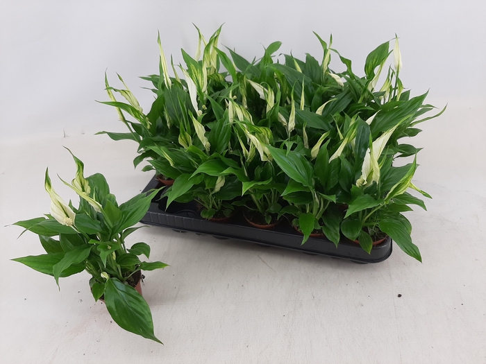 <h4>SPATH CHOPIN</h4>