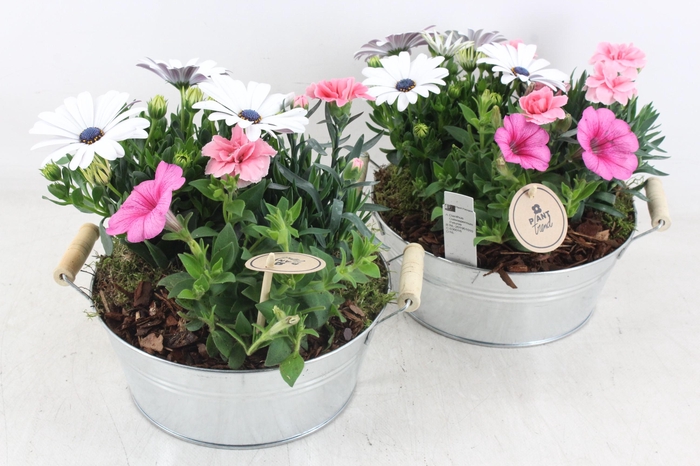 <h4>arr4 Outdoor PL - Zink teil oor zilver</h4>