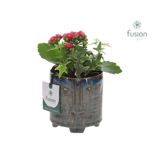 Keramiek facepot op voet met Kalanchoe en Hedera