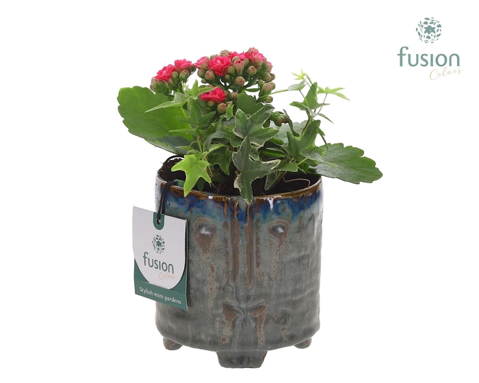 <h4>Keramiek facepot op voet met Kalanchoe en Hedera</h4>