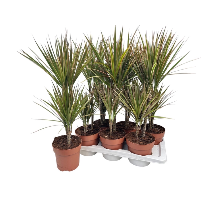 <h4>DRA MARG BICOLOR</h4>