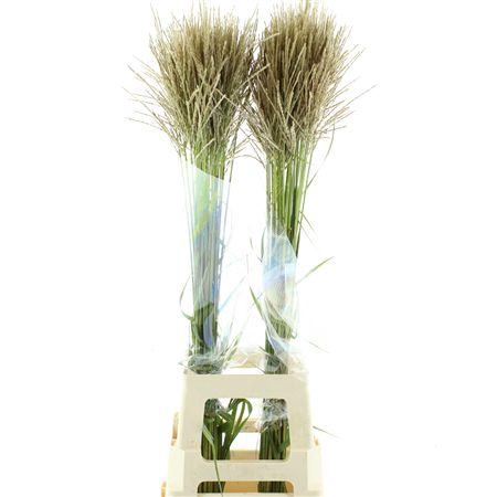 <h4>Miscanthus White</h4>