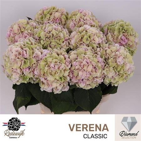 <h4>Hydr M Ch Verena Cl</h4>