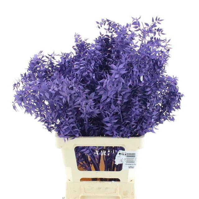 <h4>RUSCUS OV KLB H%</h4>
