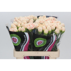 Dianthus St Lady Cappucino